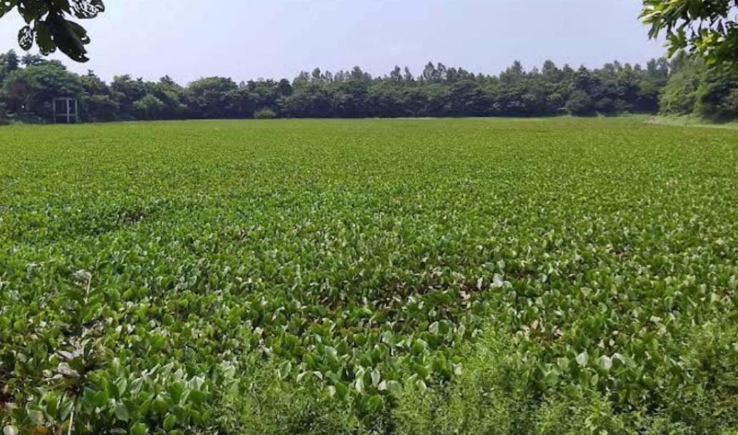 রংপুরে ভাড়ারদহ বিলের মৎস্য অভয়াশ্রম কচুরিপানায় ভরপুর